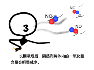 长期吸烟后阴茎海绵体内的一氧化氮含量减少