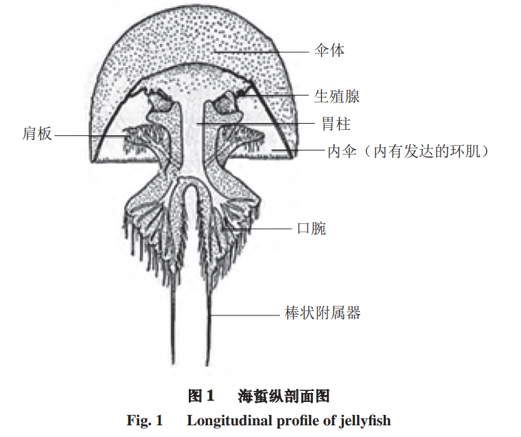 海蜇纵剖面图